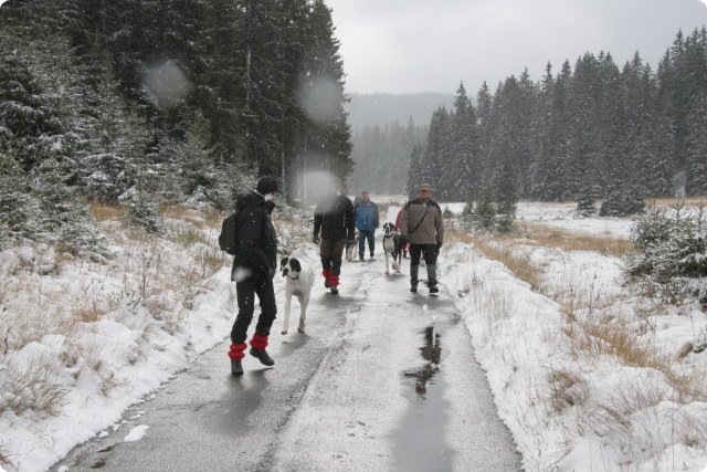 boehmerwald_19.jpg