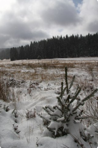 boehmerwald_26.jpg