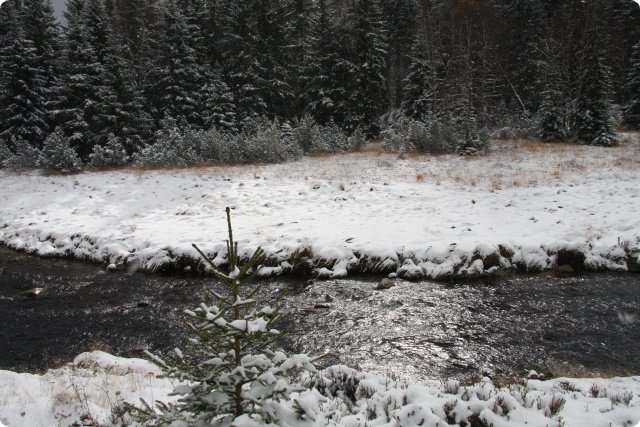 boehmerwald_31.jpg