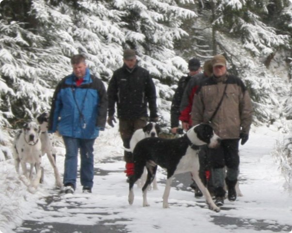 boehmerwald_44.jpg