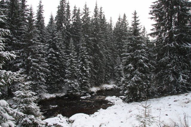 boehmerwald_50.jpg