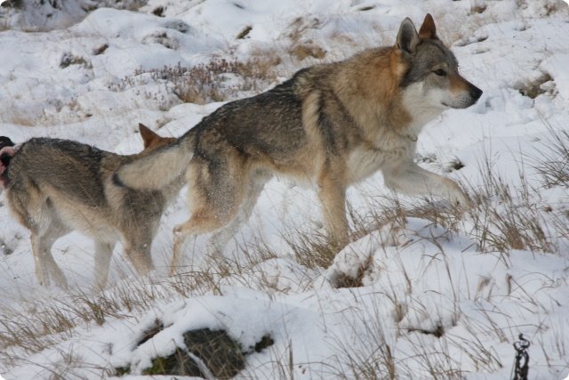 boehmerwald_57.jpg