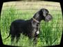 doggentreffen_juni_2006_021.jpg