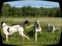 doggentreffen_juni_2006_035.jpg