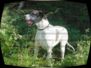 doggentreffen_juni_2006_039.jpg