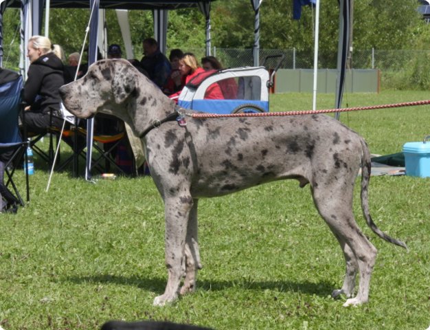 cac_villingen_013.jpg