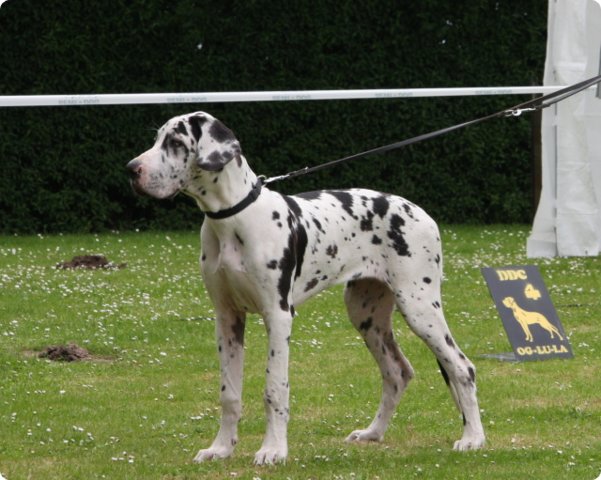 cac_roedersheim_011.jpg