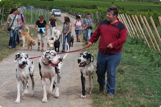 hundeschule_003.jpg