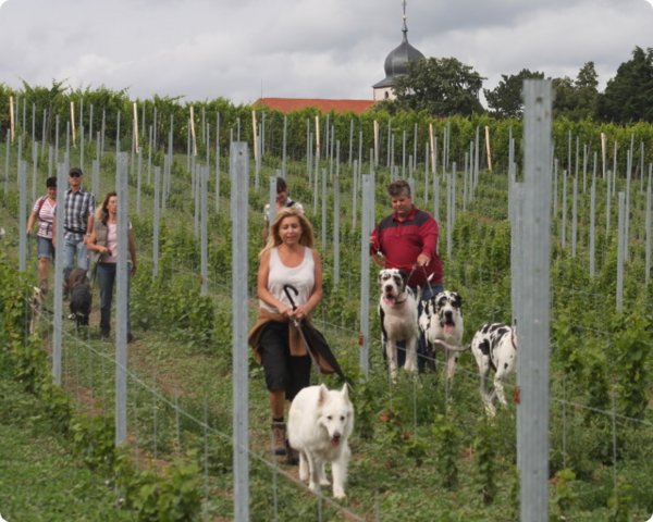 hundeschule_004.jpg