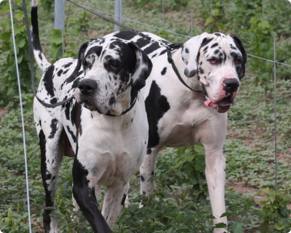 hundeschule_007.jpg