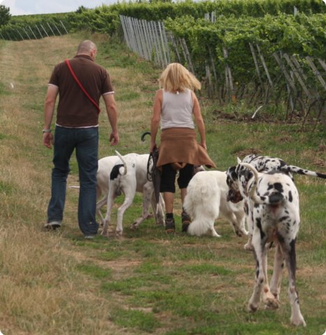 hundeschule_009.jpg