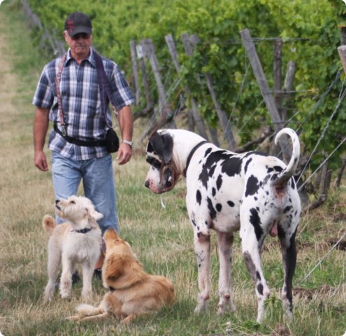 hundeschule_010.jpg