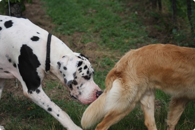 hundeschule_012.jpg
