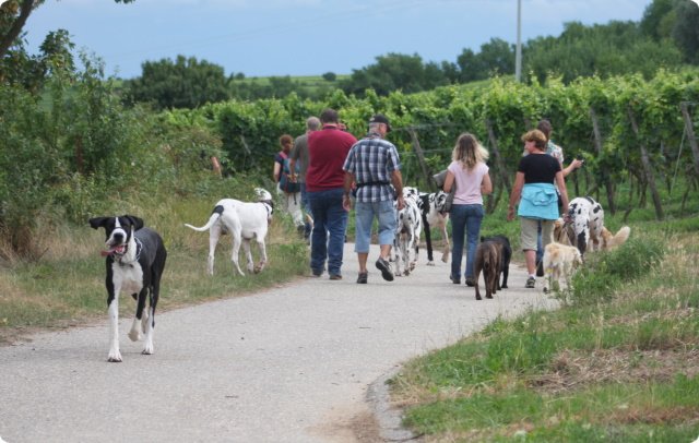 hundeschule_021.jpg
