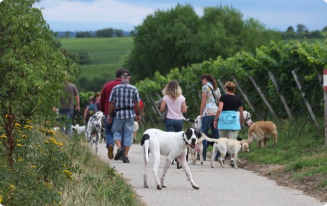 hundeschule_022.jpg