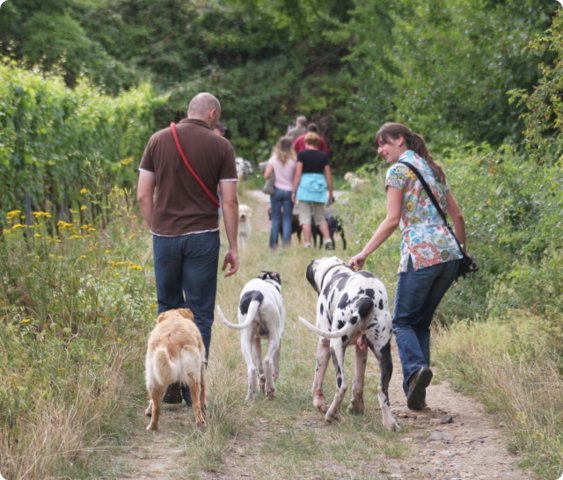 hundeschule_024.jpg