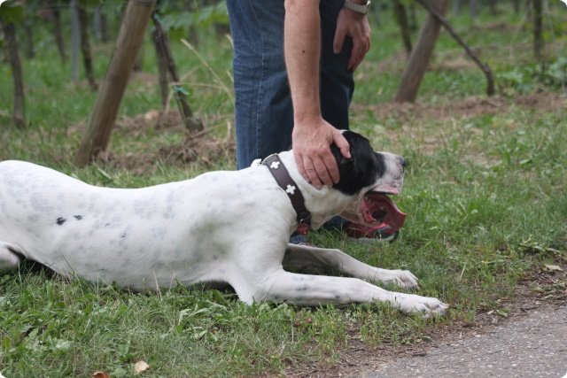 hundeschule_027.jpg