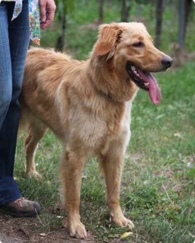 hundeschule_028.jpg