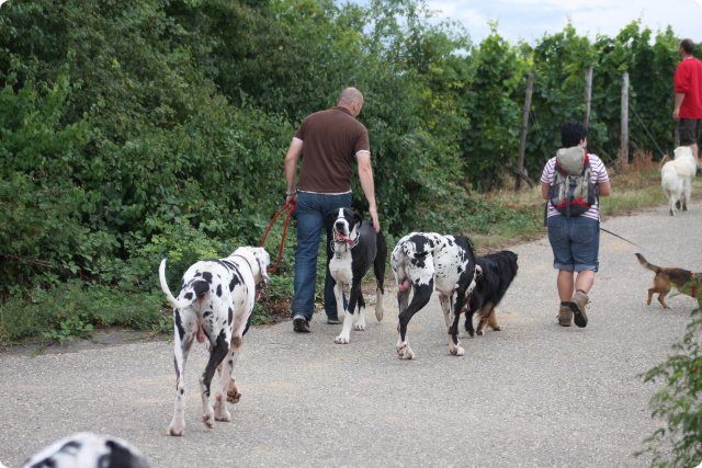 hundeschule_030.jpg