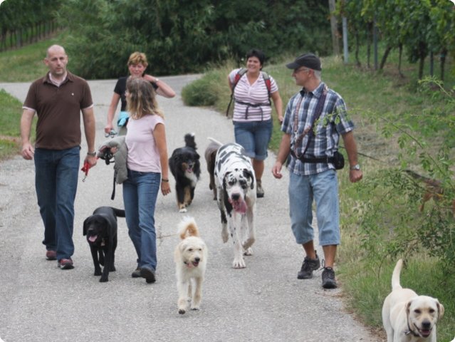 hundeschule_037.jpg