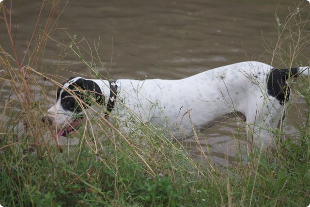 hundeschule_040.jpg