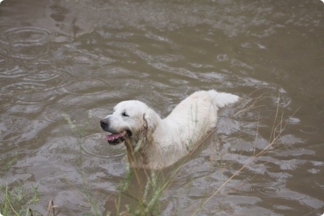 hundeschule_041.jpg