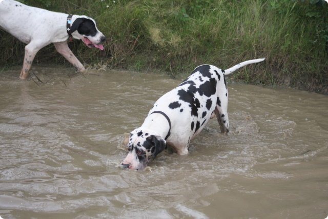 hundeschule_042.jpg