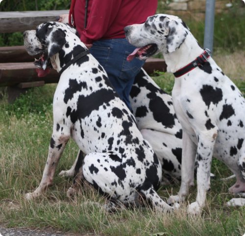 hundeschule_046.jpg