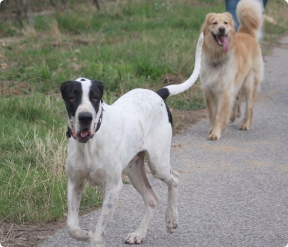 hundeschule_047.jpg