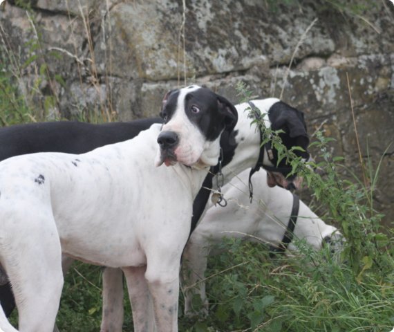 hundeschule_052.jpg