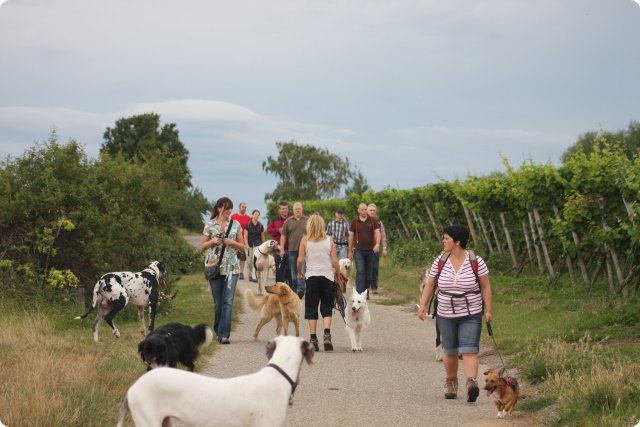 hundeschule_057.jpg
