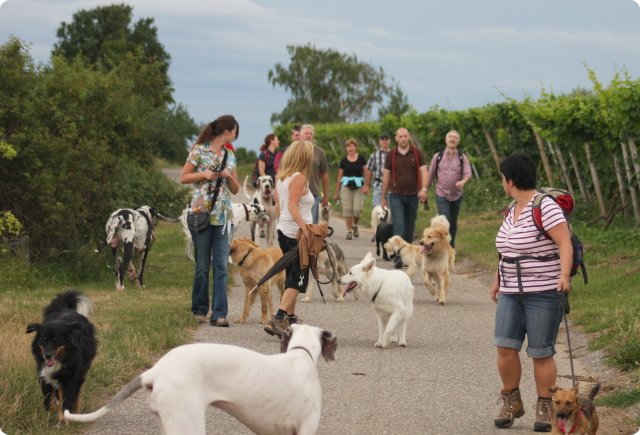 hundeschule_058.jpg