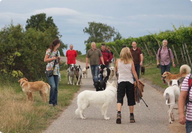 hundeschule_059.jpg