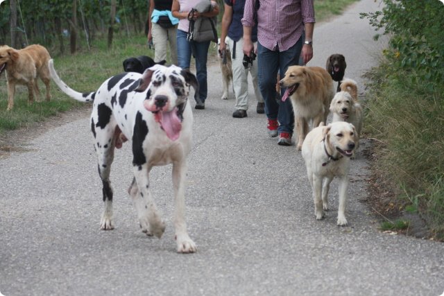 hundeschule_062.jpg