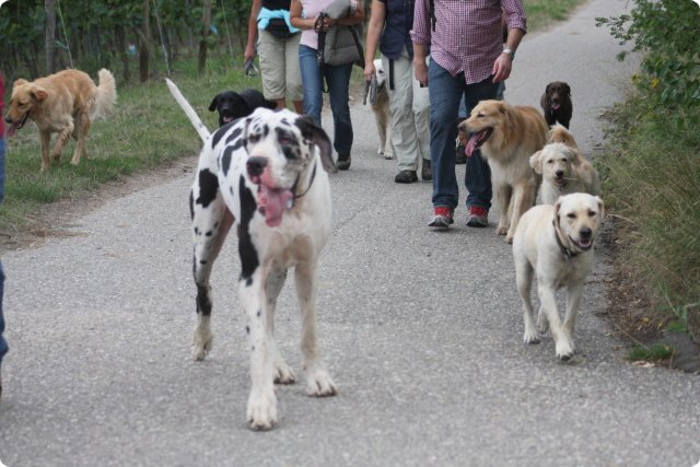 hundeschule_063.jpg