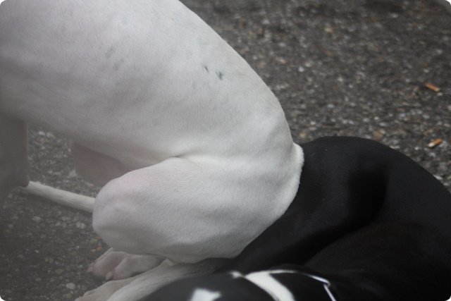 hundeschule_066.jpg
