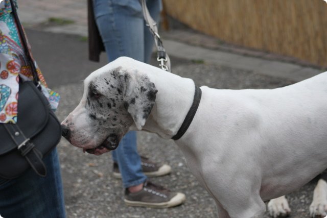 hundeschule_071.jpg