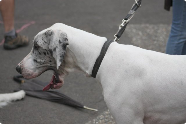 hundeschule_072.jpg