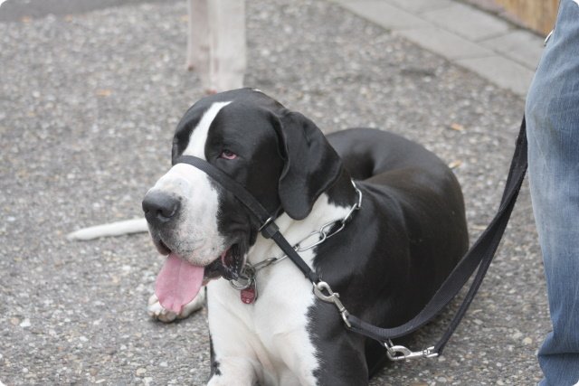 hundeschule_073.jpg