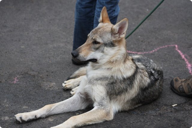 hundeschule_074.jpg