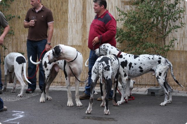hundeschule_075.jpg