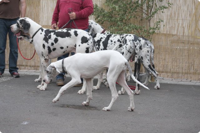 hundeschule_077.jpg