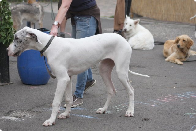 hundeschule_079.jpg