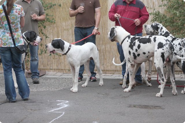 hundeschule_080.jpg