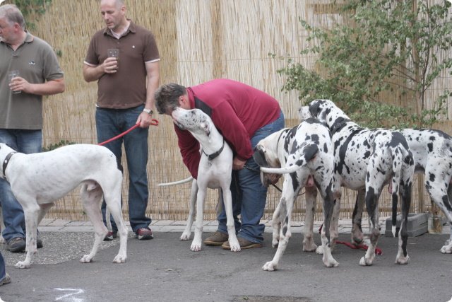 hundeschule_081.jpg