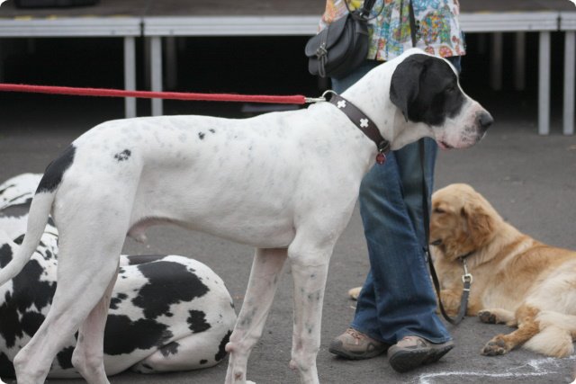 hundeschule_084.jpg