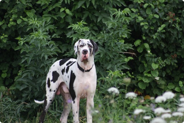 hundeschule_089.jpg