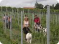 hundeschule_004.jpg