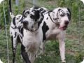 hundeschule_007.jpg