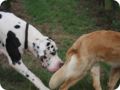 hundeschule_012.jpg